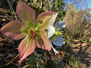 56 Rientrando da Corna Marcia ai roccoli della Passata spettacolo di ellebori in fiore